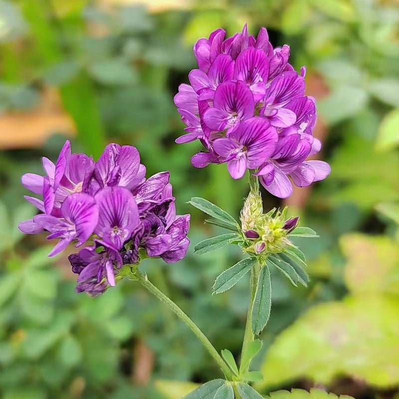 Alfalfa Seeds - Verdseeds